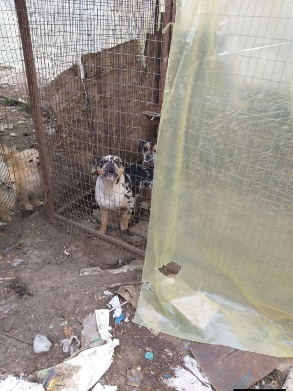 Кинологический клуб в Одесской области оказался живодёрней