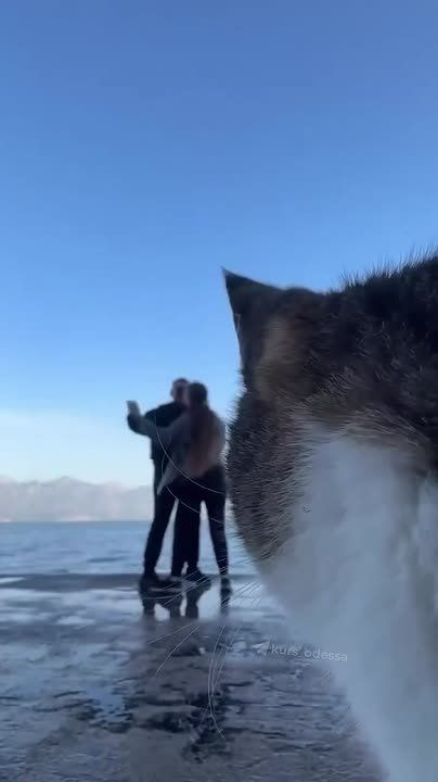 � ������ ����� ���� ������� ������