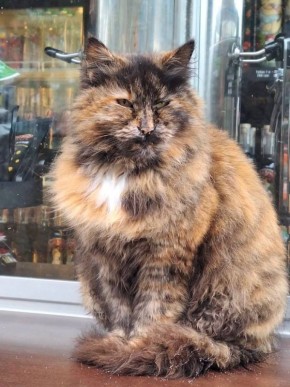 Новая порция Одесских котиков вам в ленту