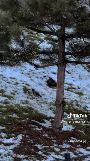 ���� ��, ������-���� ����������