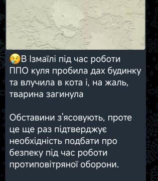 В Измаиле Одесской области "титаны ПВО" убили домашнего кота