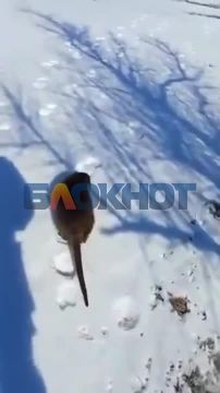 Дикие нутрии захватывают Одесскую область