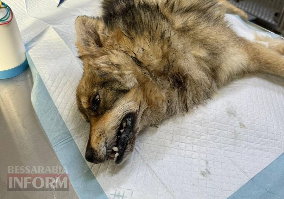 ��������� ������ ���������� �� ��� ��������� �� ����� � �������� �������