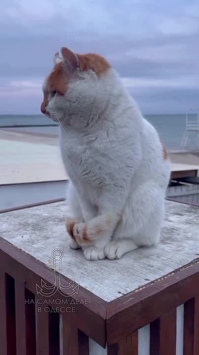 ���� ��, ������-���� ����������