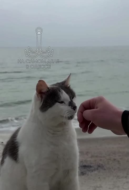 Таки да, Одесса-мама проснулась