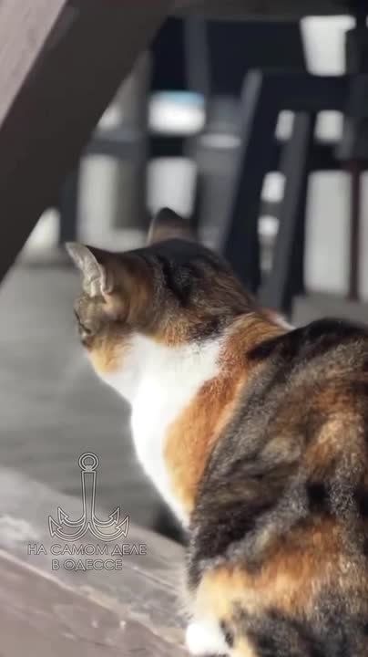 ���� ��, ������-���� ����������