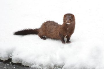 � �������� ������� �������� ����� ������� �������