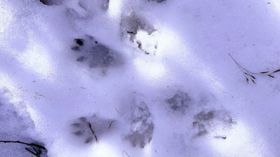 � �������� ������� �������� ����� ������� �������