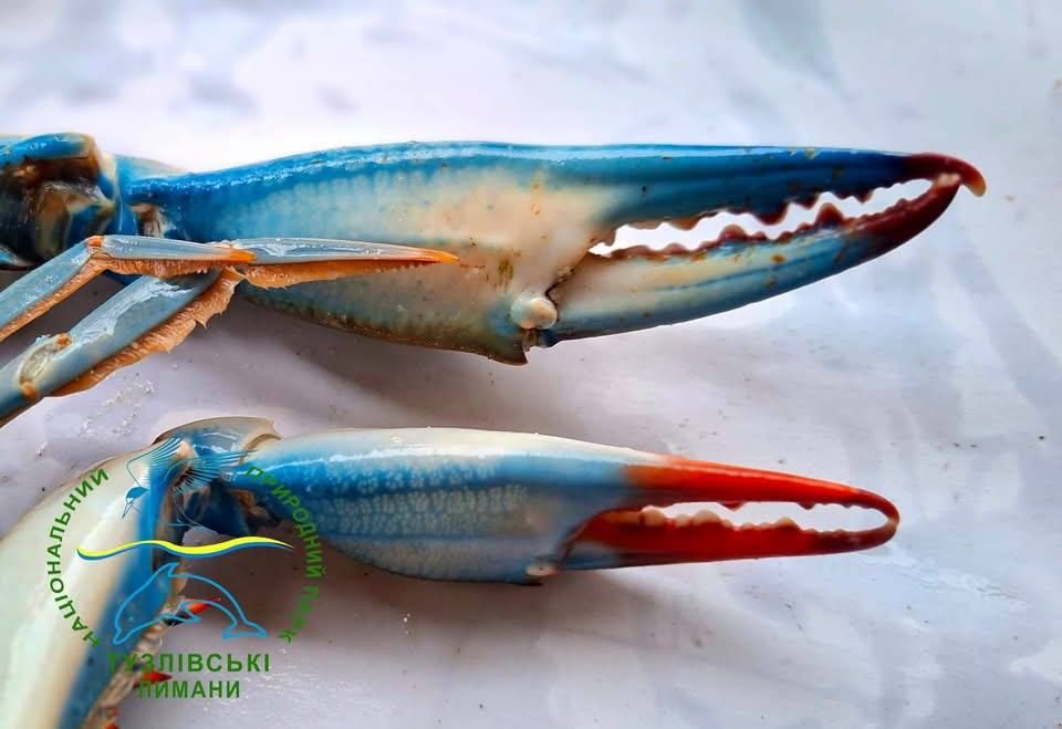 �� �������� ����������� ���������� ����� 20 ����� ������