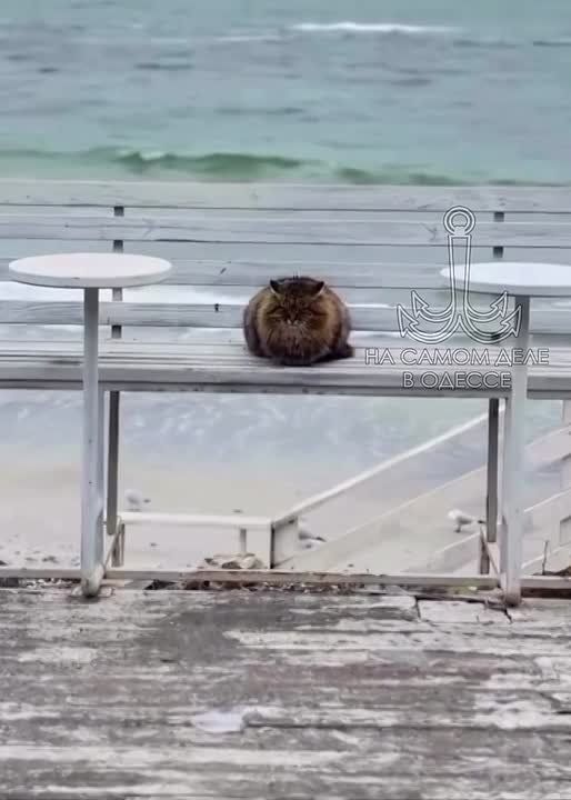 ���� ��, ������-���� ����������