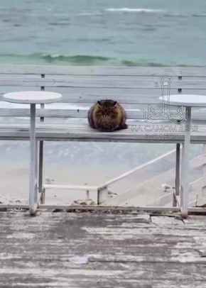 ���� ��, ������-���� ����������