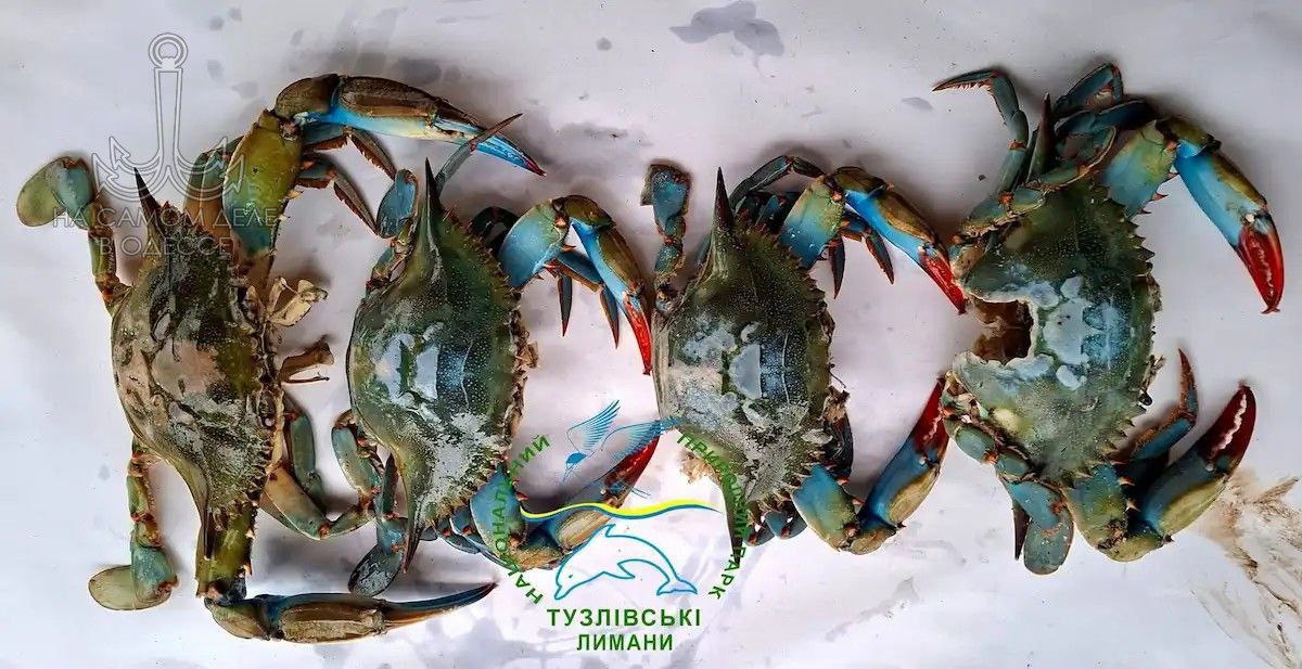 Гость из Атлантики захватывает черноморское побережье!