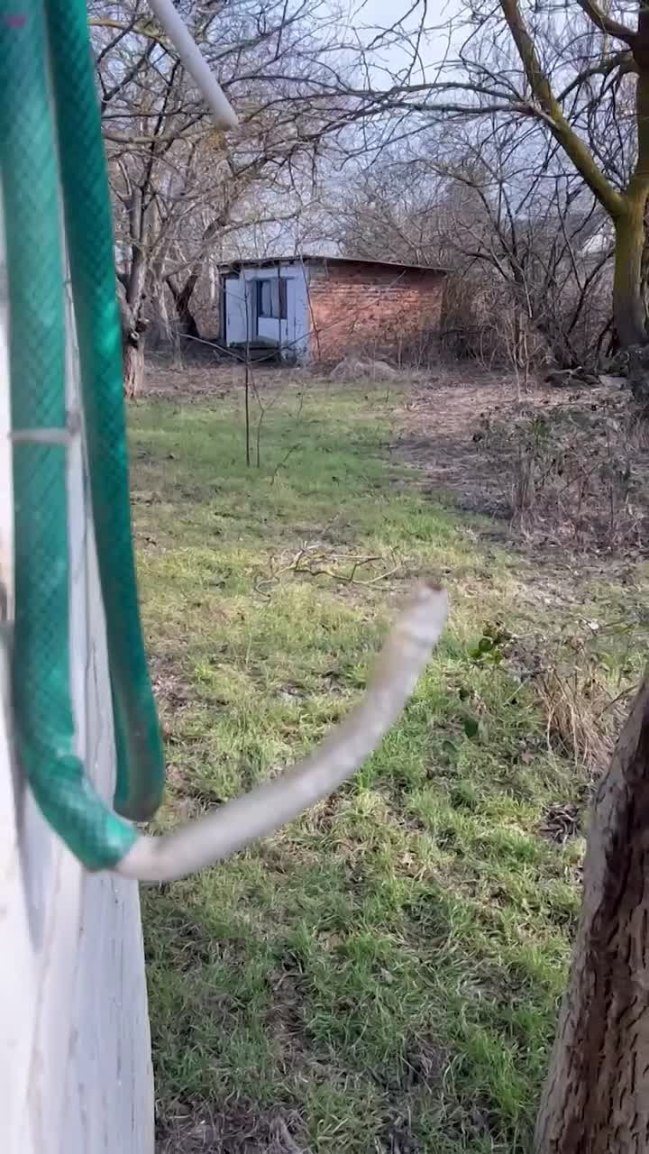 Сотрудники ТЦК ворвались в частный двор, украли гуся и угрожали оружием пенсионерке