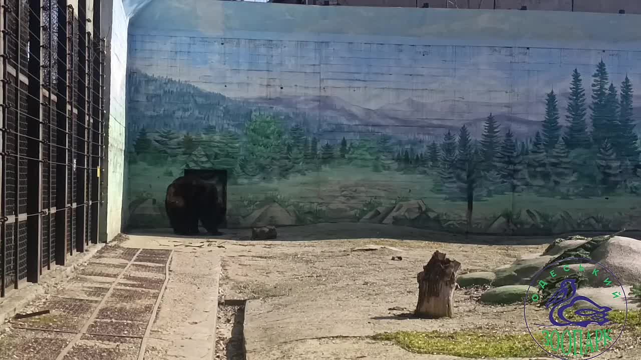 Весна официально наступила: в Одесском зоопарке проснулась медведица Поляна