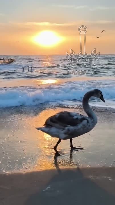 Одесса-мама, мирных снов. Одесская квартира