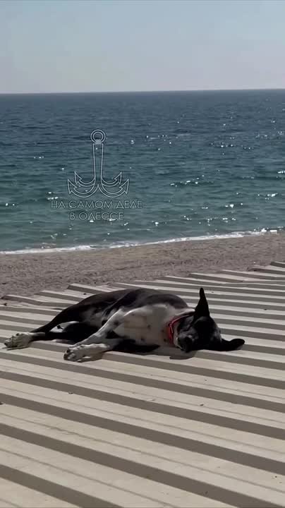 Таки да, Одесса-мама проснулась