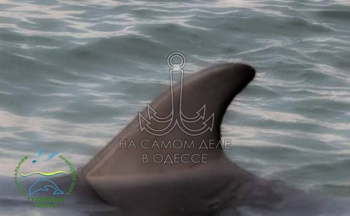 Как же хочется, радовать позитивными новостями чаще Как же хочется, радовать позитивными новостями чаще