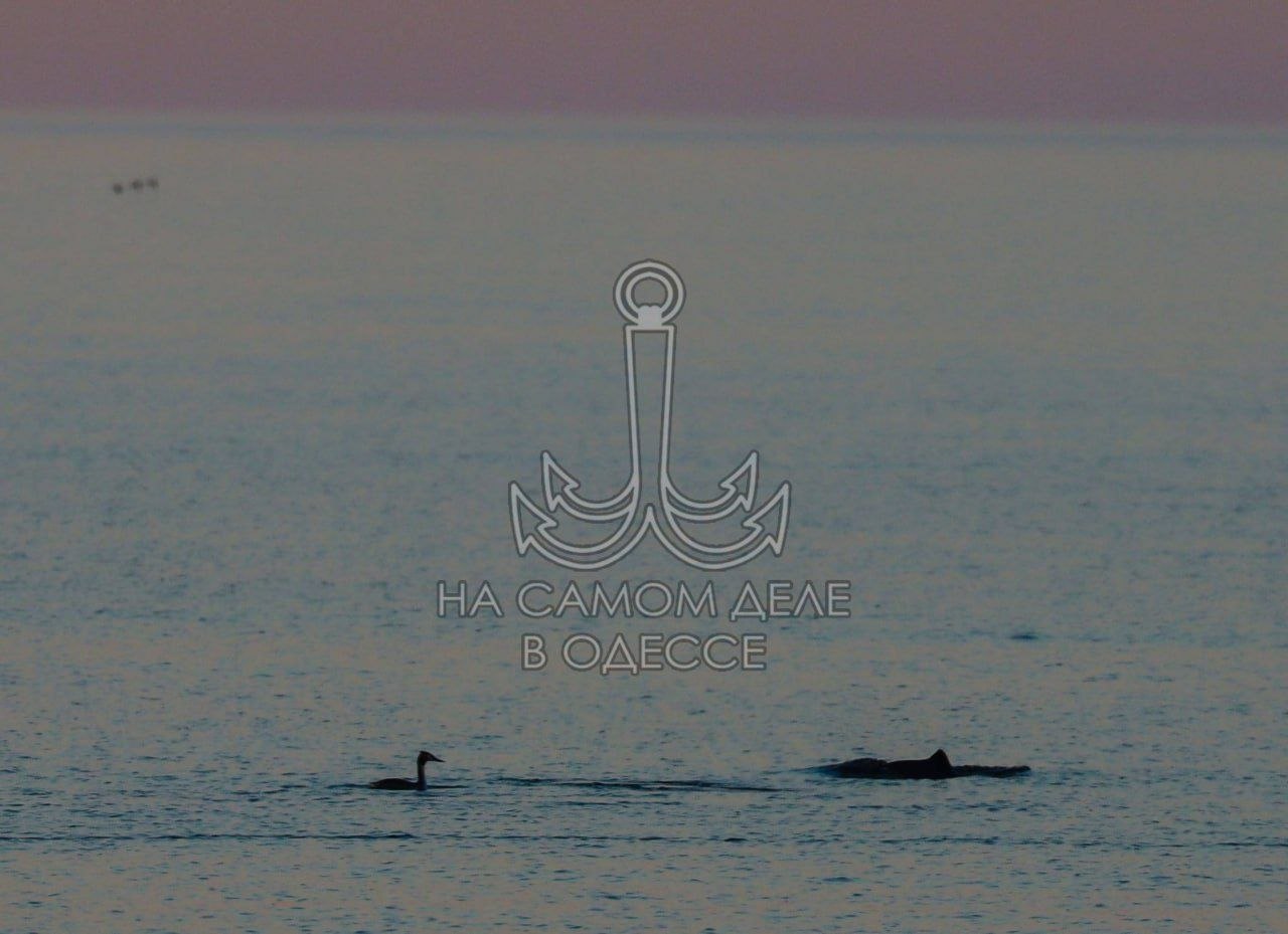 Как же хочется, радовать позитивными новостями чаще Как же хочется, радовать позитивными новостями чаще