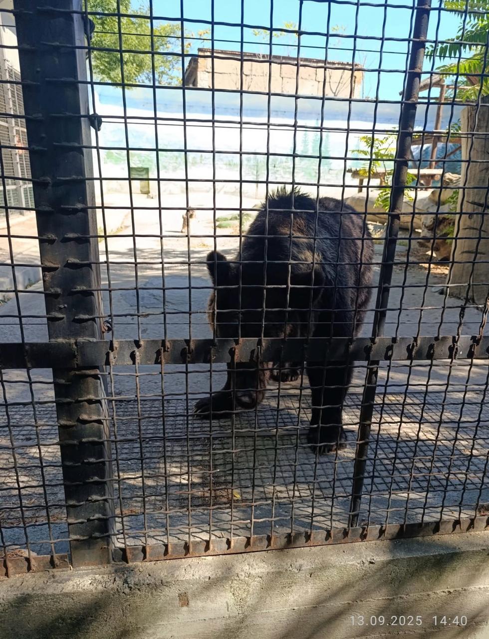 Не проснулся после спячки: в Одесском зоопарке умер медведь Бумер Не проснулся после спячки: в Одесском зоопарке умер медведь Бумер