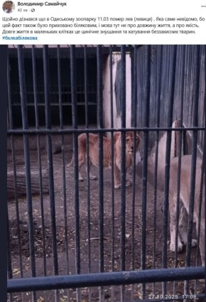 В Одесском зоопарке умерла львица