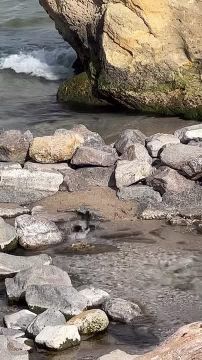 Птицы в Одессе живут на полную катушку