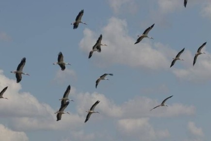 Почти 2000 аистов совершили вынужденную остановку в Одесской области