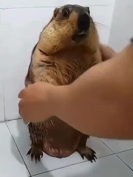 Берём пример с бобра — проводим вечерние ванные процедуры и спать