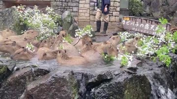 Пока мы тут с вами напрягаемся, капибары просто живут лучшую жизнь