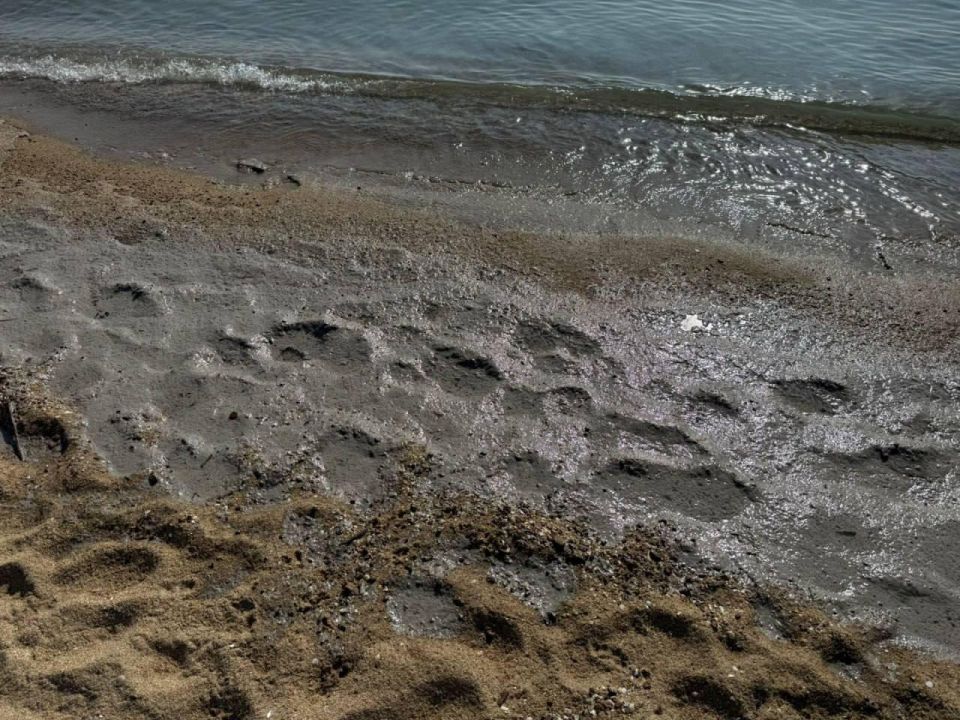 Экологи снова зафиксировали масляные пятна на побережье Черного моря Экологи снова зафиксировали масляные пятна на побережье Черного моря