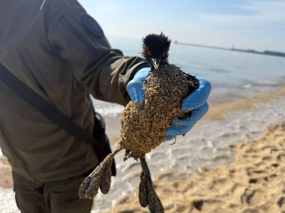 Экологи снова зафиксировали масляные пятна на побережье Черного моря Экологи снова зафиксировали масляные пятна на побережье Черного моря