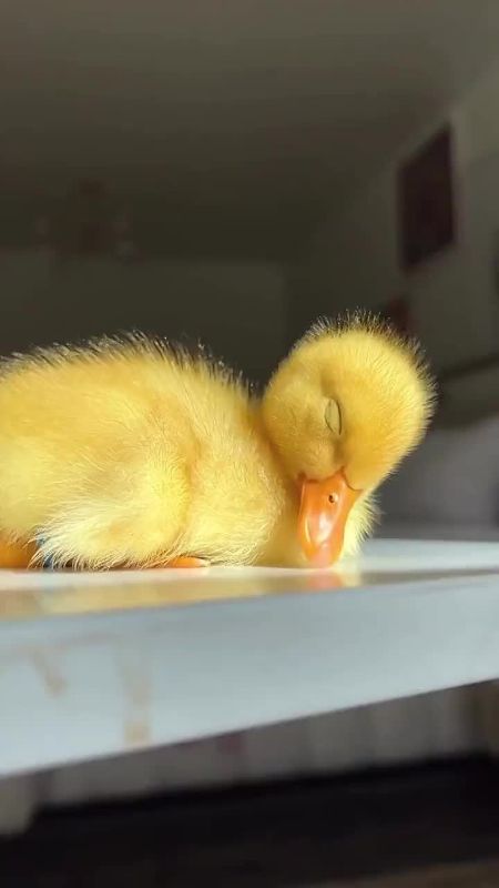 ������� ���������� ����� � ������������ �������� �������� ���