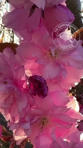 ���� ��, ������-���� ����������