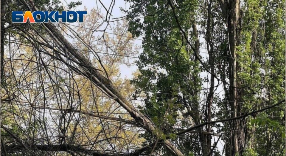 В Одессе над трамвайными путями висит обломанная ветка В Одессе над трамвайными путями висит обломанная ветка