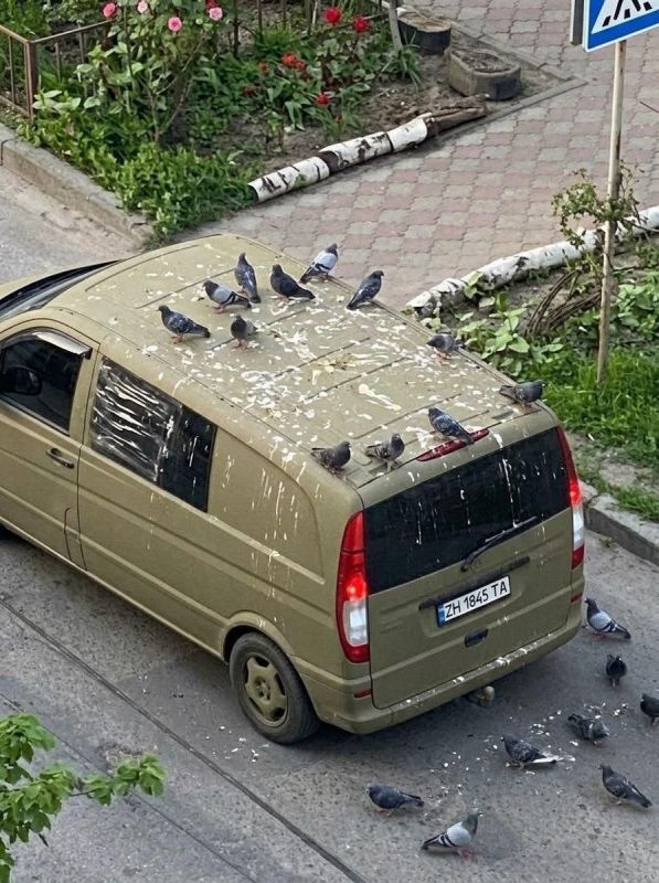 Голуби-денацификаторы атаковали бусики ТЦК в Одессе Голуби-денацификаторы атаковали бусики ТЦК в Одессе
