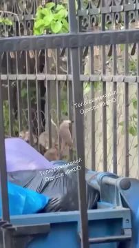 В поселке Котовского мусорные баки атаковали крысы