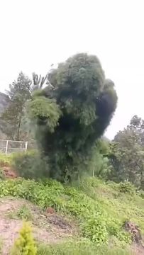 Сегодня это дерево так похоже на каждого из нас