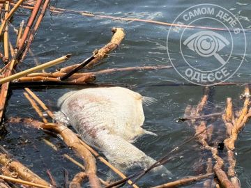 Птичку рыбку жалко…. Экологи бьют тревогу: на Кучурганском водохранилище в Одесской области произошёл массовый мор толстолобика