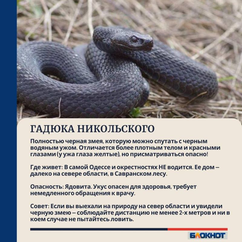 Как понять, опасна ли змея, и что делать при встрече с ней? Как понять, опасна ли змея, и что делать при встрече с ней?