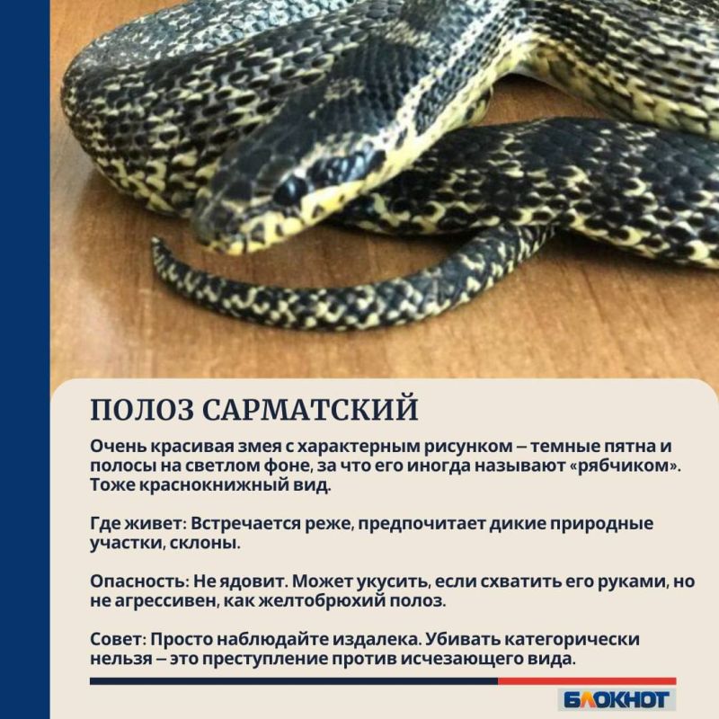 Как понять, опасна ли змея, и что делать при встрече с ней? Как понять, опасна ли змея, и что делать при встрече с ней?