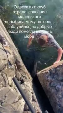 Добрые люди спасли дельфиненка, который заблудился и выбросился на берег