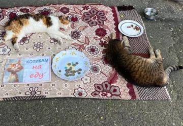 Зарабатывать в Одессе умеют даже коты
