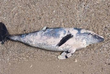 Экологическая катастрофа в Одесской области: за два дня море вынесло еще 15 мертвых дельфинов