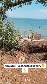 На пляже в Одессе заметили огромную змею