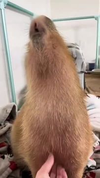 Сейчас бы чесать капибарку, а не вот это вот вс!