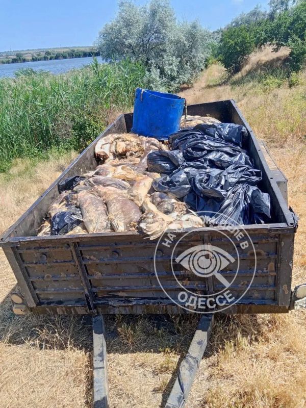 В селе Александровка под Одессой произошёл массовый мор рыбы В селе Александровка под Одессой произошёл массовый мор рыбы
