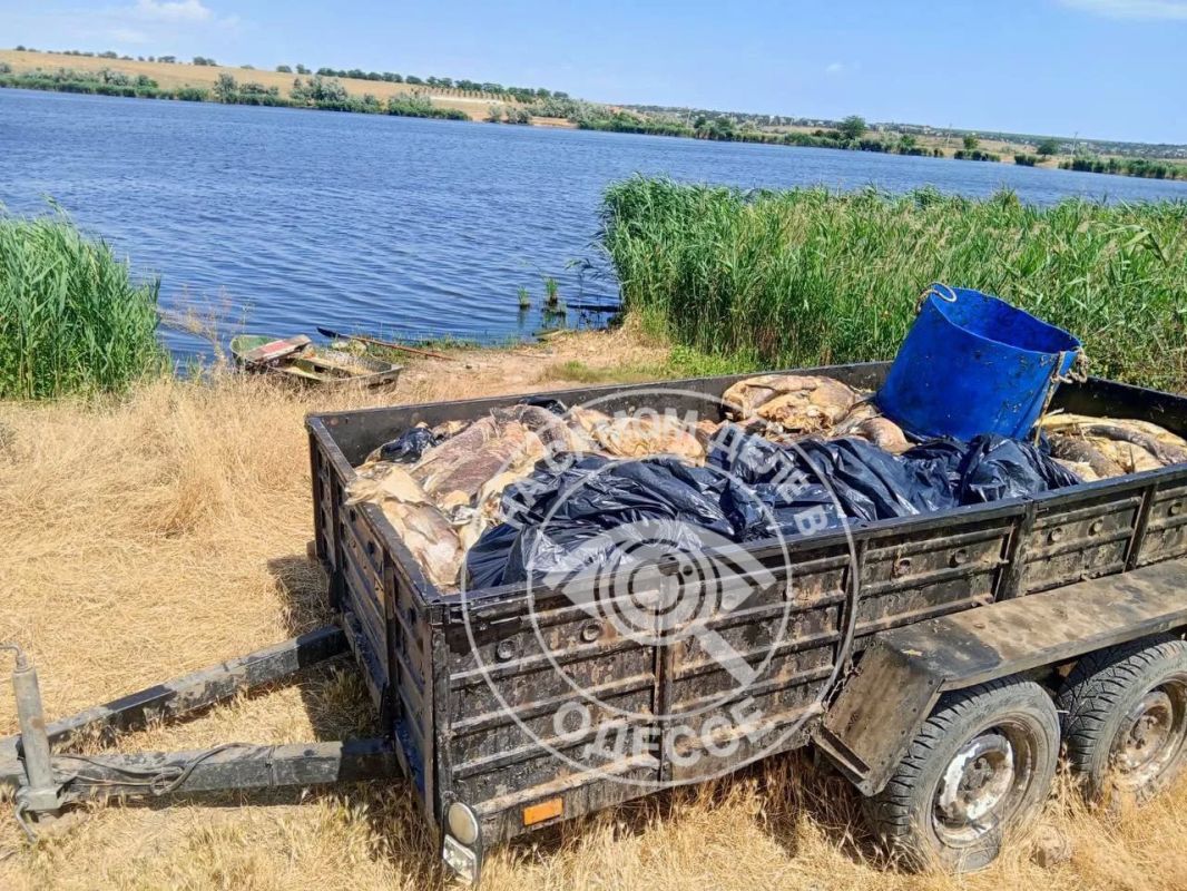 В селе Александровка под Одессой произошёл массовый мор рыбы В селе Александровка под Одессой произошёл массовый мор рыбы