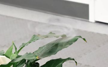 Учёные создали дрон, который кажется почти невидимым