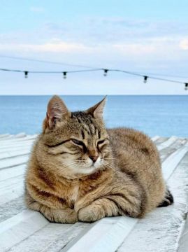 Немного одесских котиков вам в ленту
