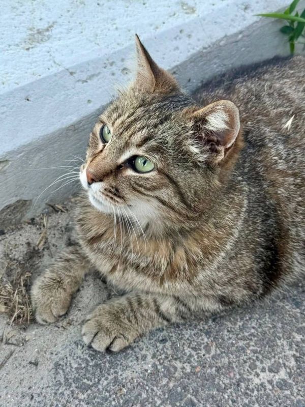 Немного одесских котиков вам в ленту Немного одесских котиков вам в ленту