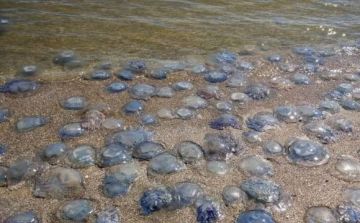 У побережья Одесской области массово гибнут медузы